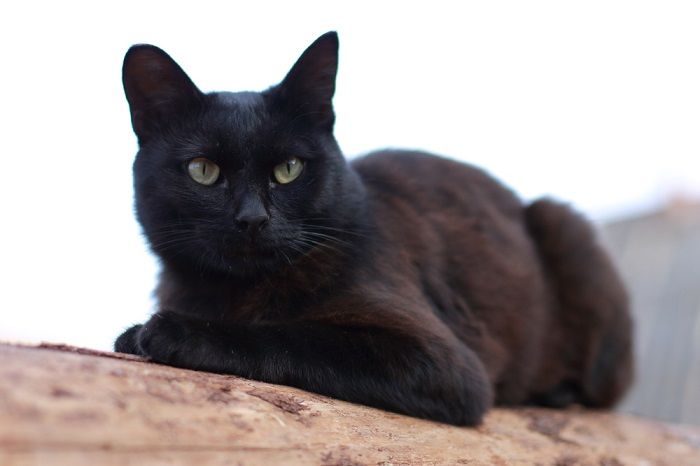 Zwarte kat zit sierlijk en vertoont een vorstelijke en beheerste houding