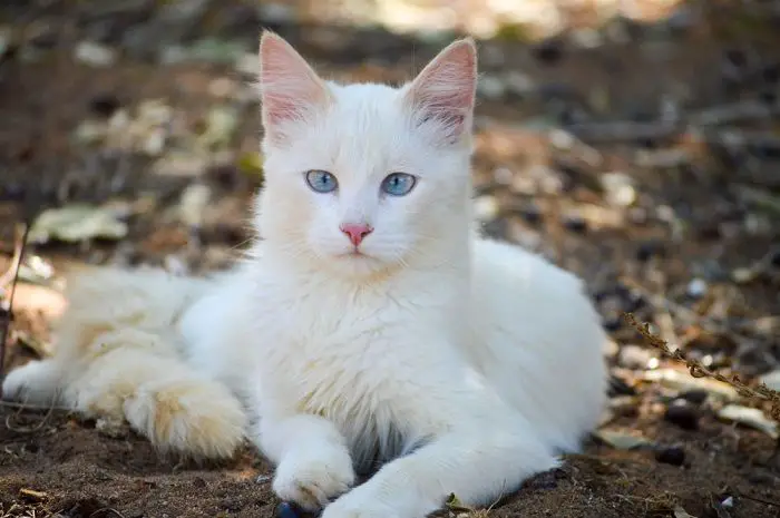 Witte kat die rechtstreeks in de camera staart en zijn boeiende en nieuwsgierige uitdrukking vastlegt