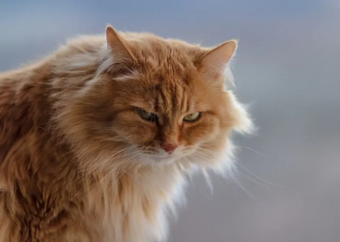 orange cat angry upset compressed