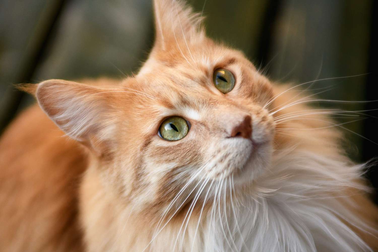 Portret van een gember Maine coon-kat die omhoog kijkt