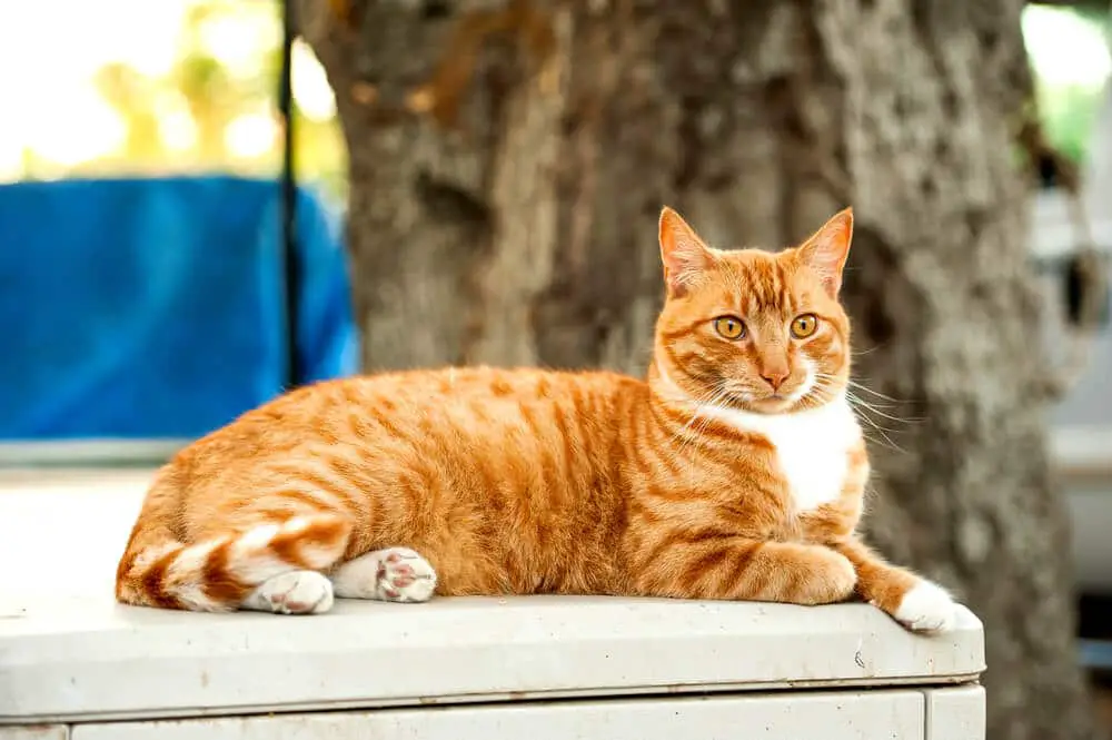 oranje tabby