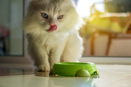 persian cat diet