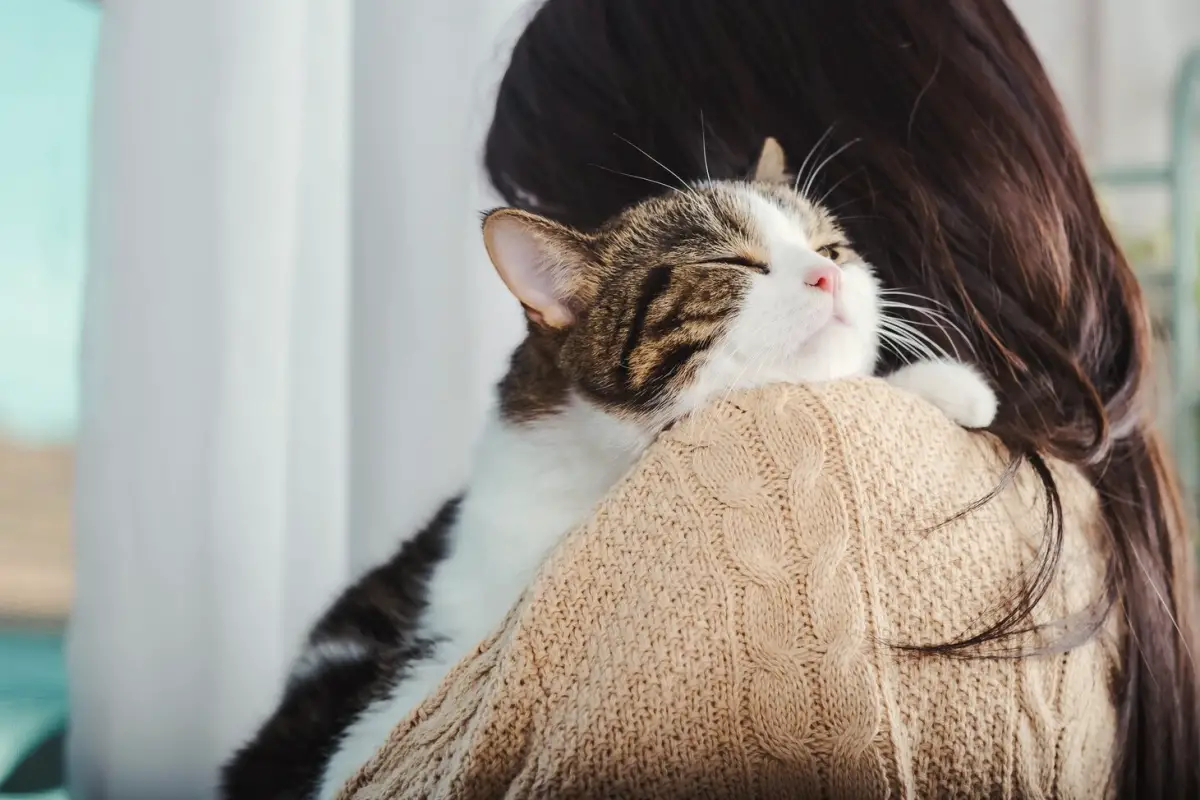 zijn katten bezitterig