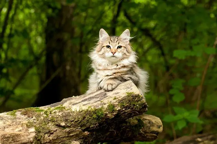 Authentieke Siberische kat, die de ware schoonheid van dit majestueuze ras in een gecomprimeerd beeld weergeeft