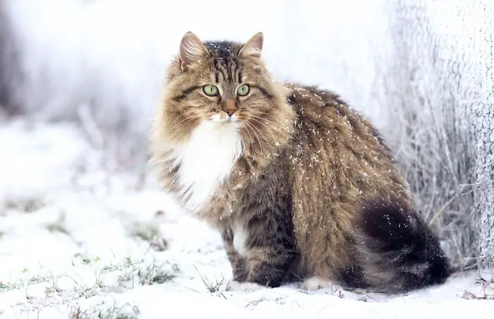 Prachtige Siberische kat met een mooie en donzige vacht.