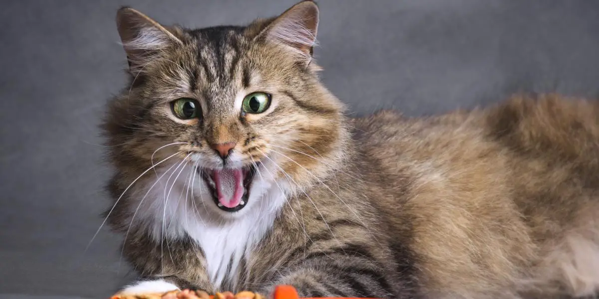 Siberische katten in een gecomprimeerd beeld, dat hun unieke en boeiende aanwezigheid benadrukt