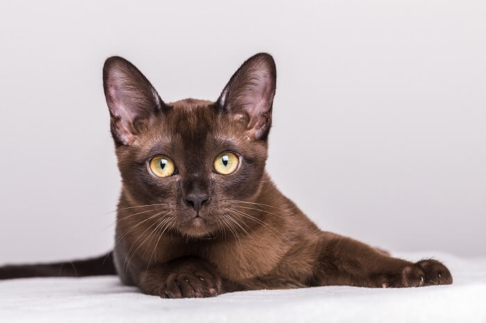 Elegante Birmaanse kat die zijn boeiende aanwezigheid toont.