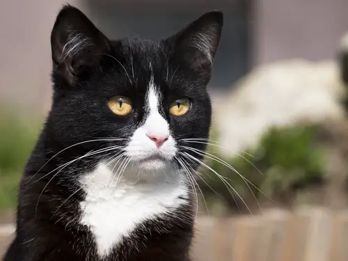 tuxedo cat facts