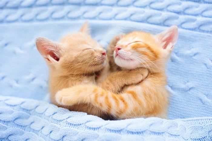 twin kitten compressed