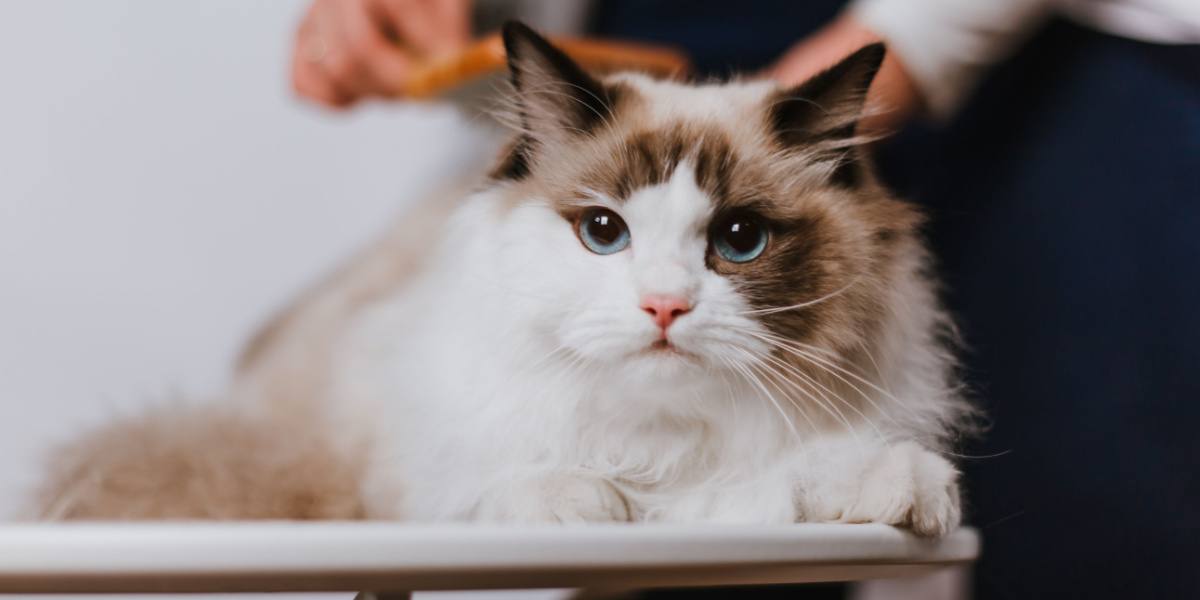 Afbeelding van een vrouw die een Ragdoll-kat kamt, wat de zorg en aandacht demonstreert die deze aanhankelijke katten verdienen