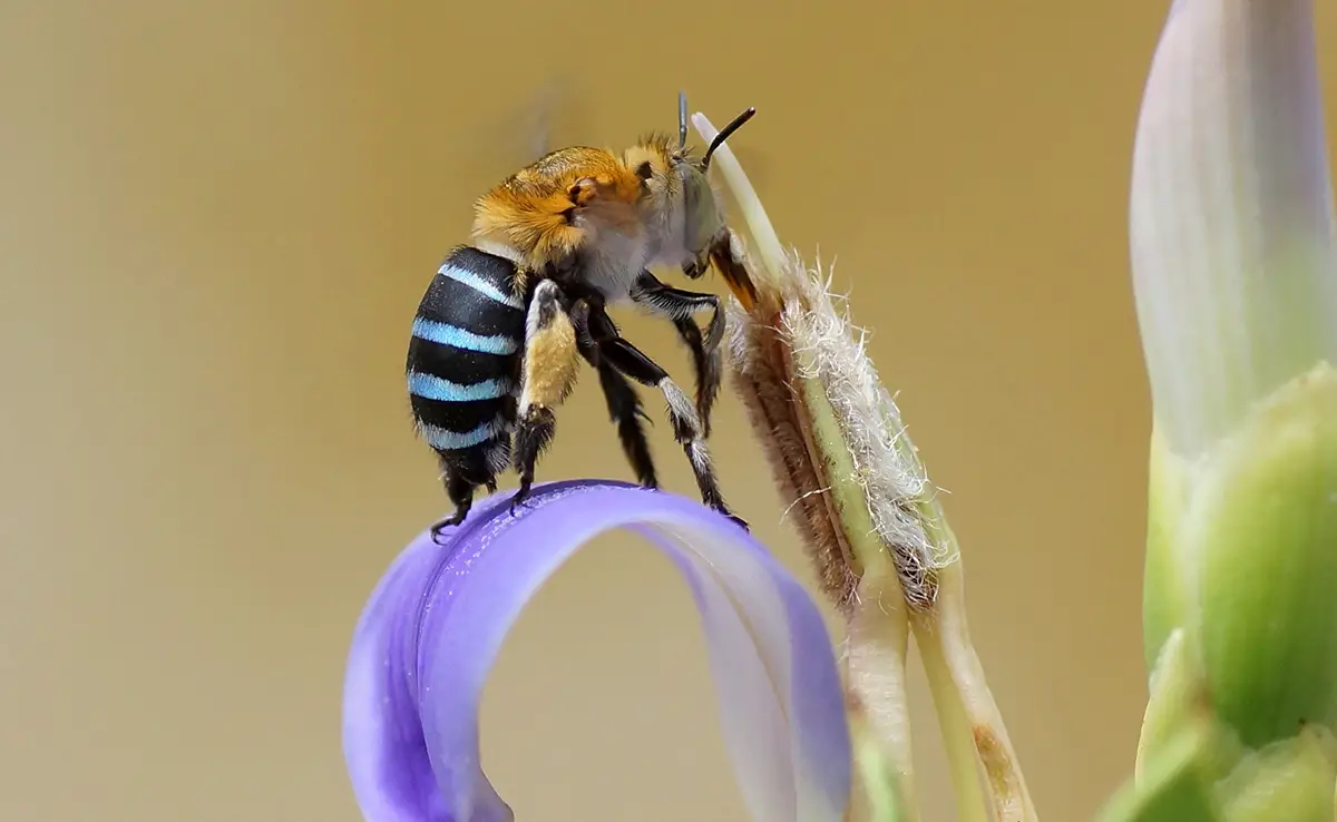 Amegilla cingulata, blauwgebande solitaire bij!