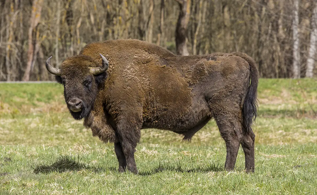 Europese bizon, wie is het?  Leeft hij nog in het wild?