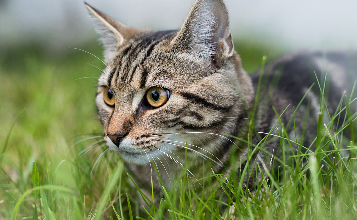 Hoe Weet Je Of Een Kat Gechipt Is En Dus Voorzien Is Van Een Microchip?