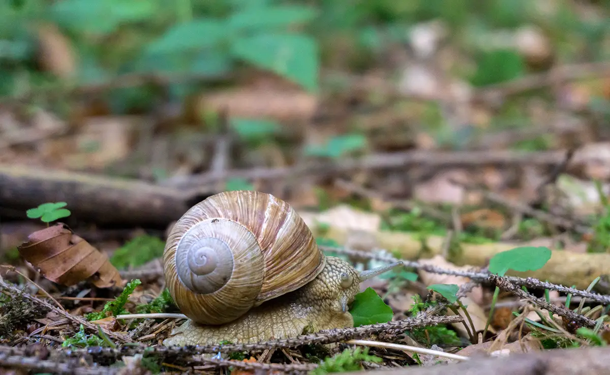 Houtslakken, tuinslakken: lijst met soorten!