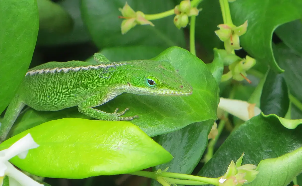 Welke dieren kunnen, afgezien van de kameleon, van kleur veranderen?