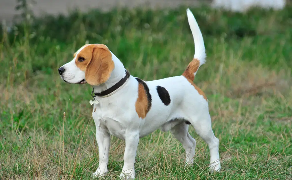 beagle 074323 1200 738