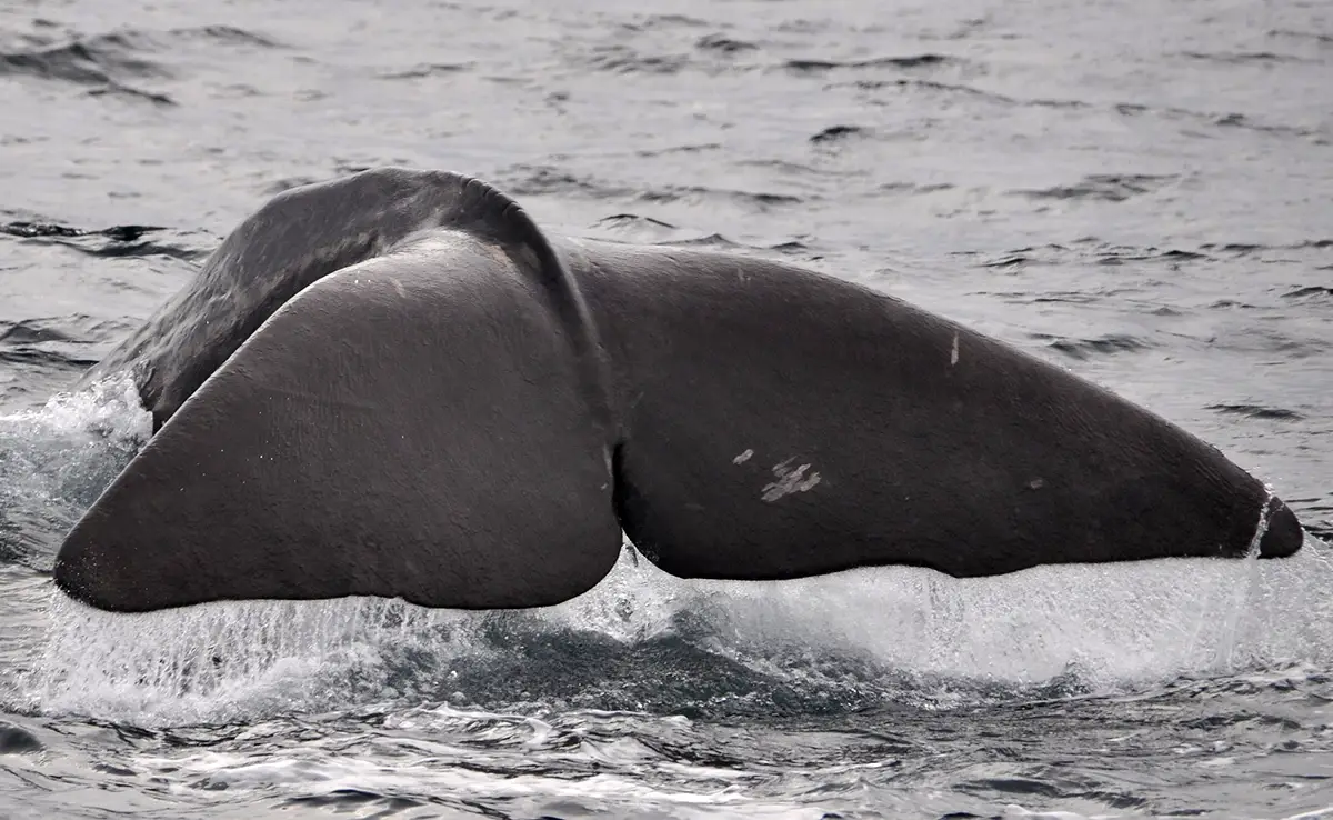 Wat zijn de verschillen tussen de walvis, de rorqual en de potvis?