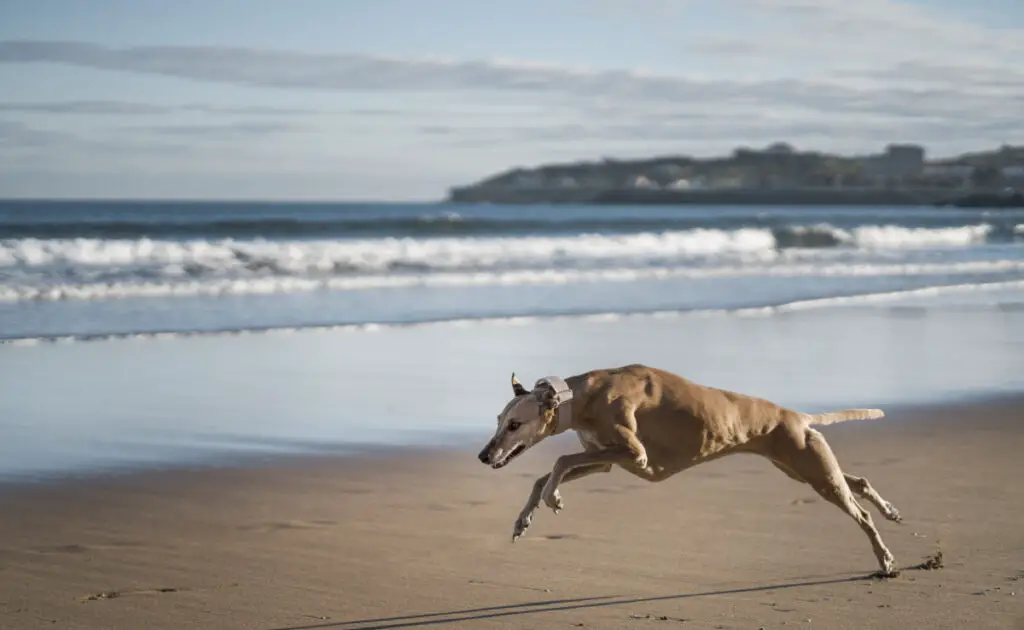 chien levrier qui court plage 084251 1200 738