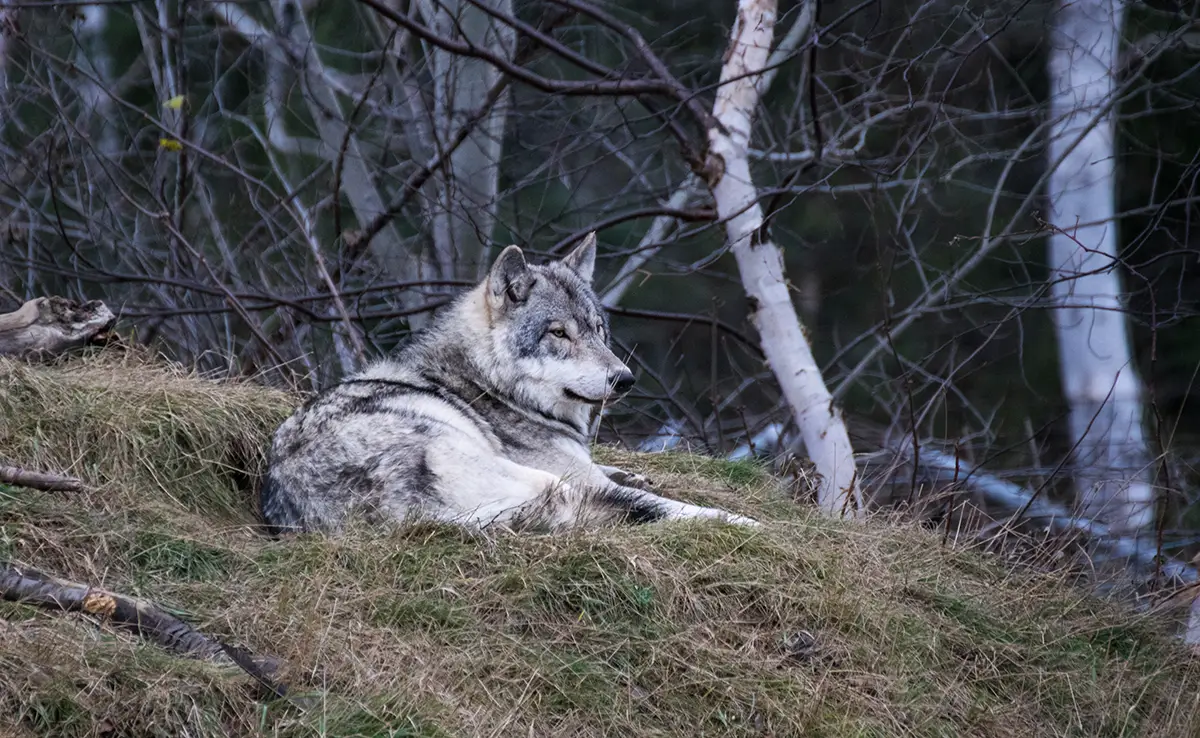 Grijze wolf, de meest voorkomende wolven