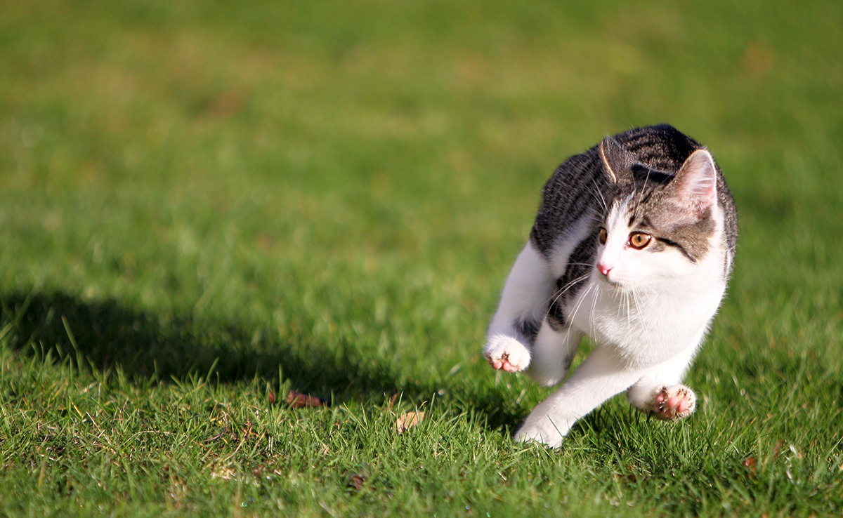 Kattenkrabziekte Symptomen, Oorzaken, Behandelingen En Preventie
