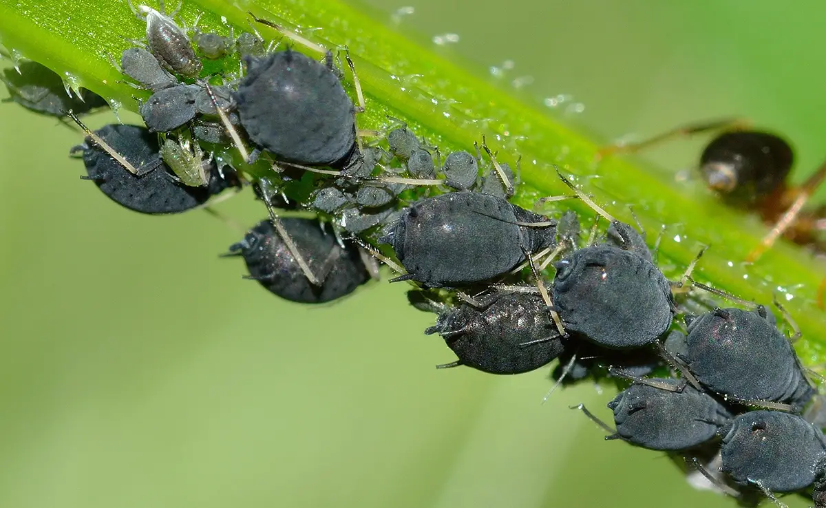 5 families van fytofage insecten die als schadelijk worden beschouwd