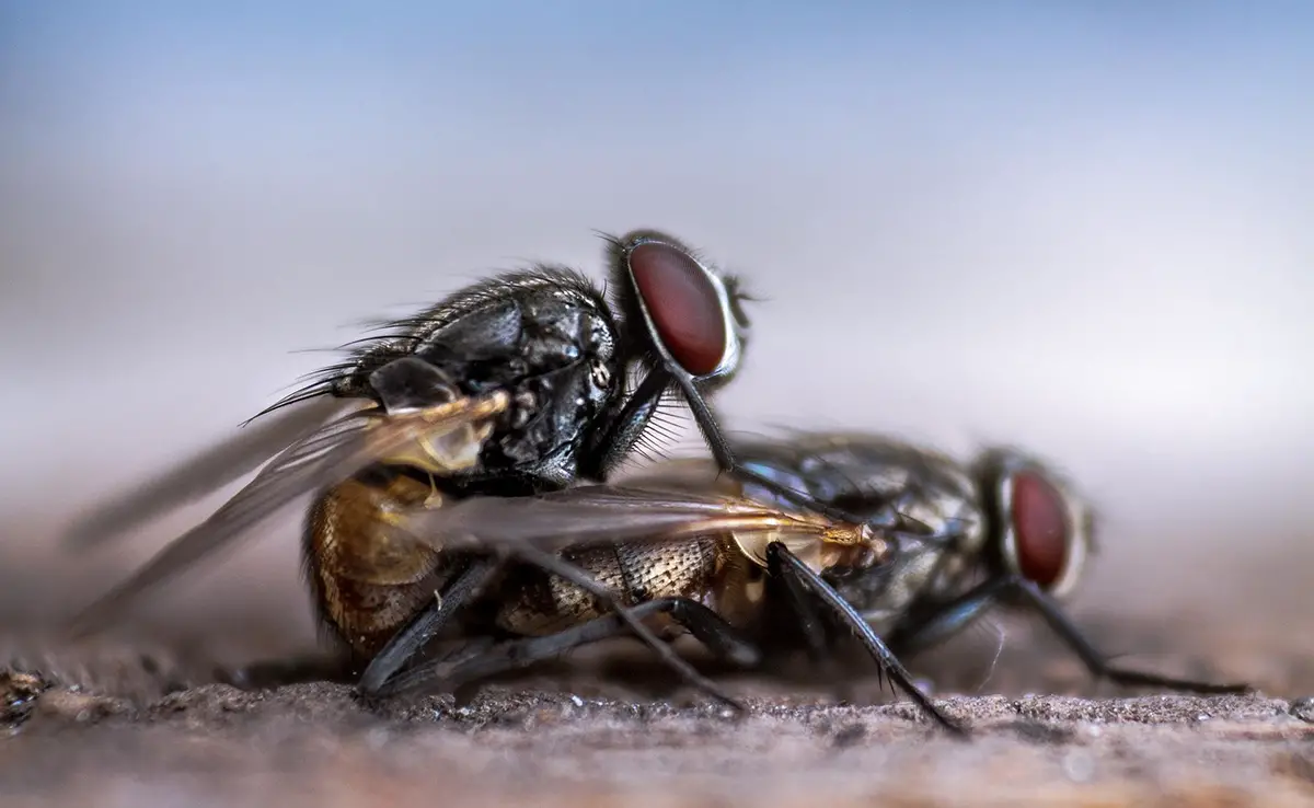 5 vliegende insecten die als schadelijk worden beschouwd