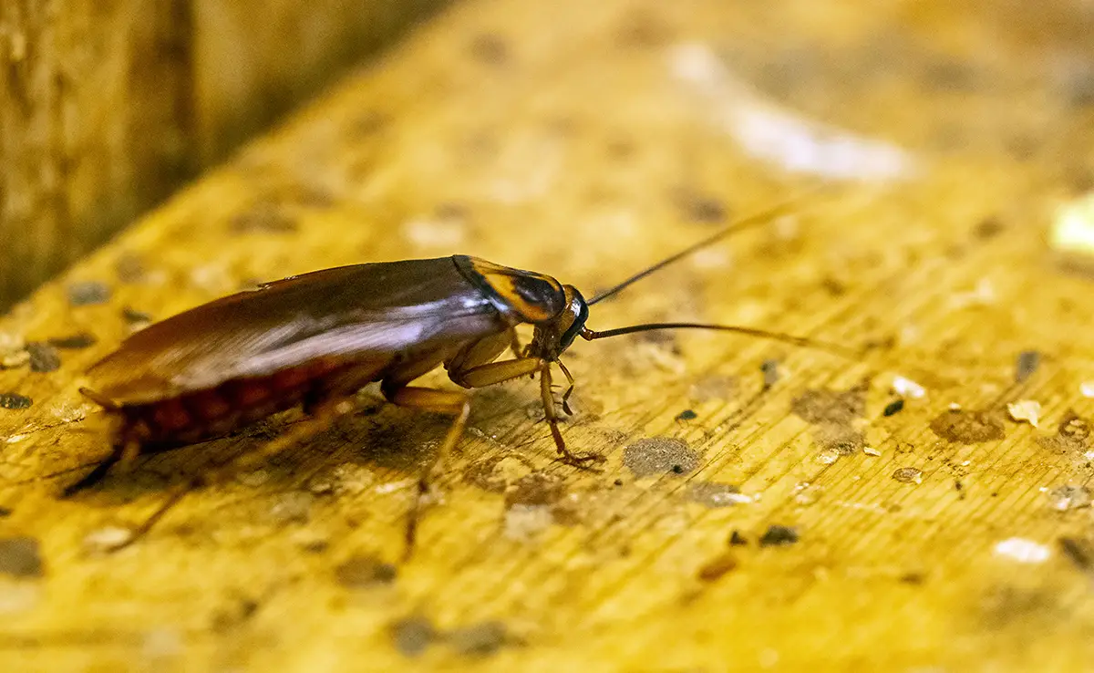 6 kruipende insecten die als schadelijk worden beschouwd!