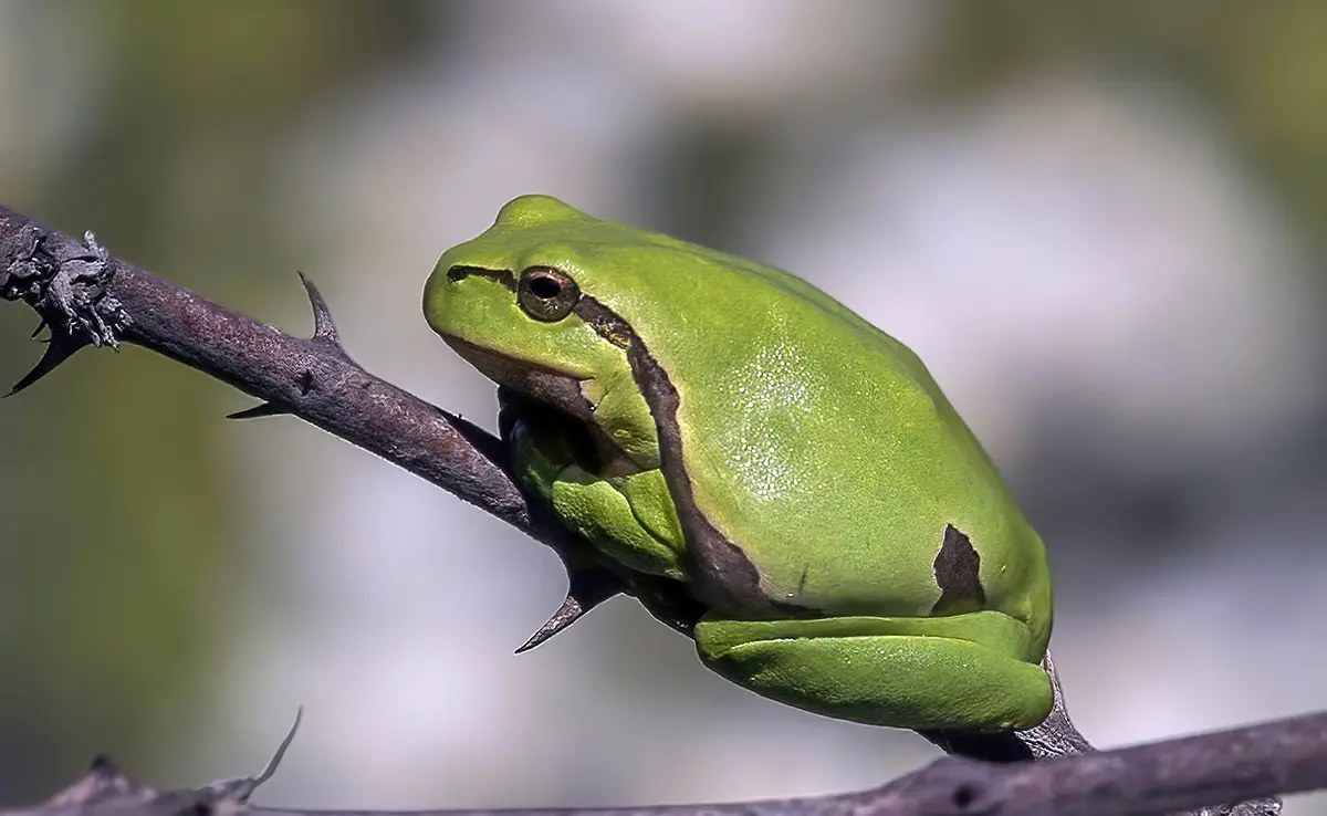 Groene boomkikker, gewone kikker met sonoor lied!