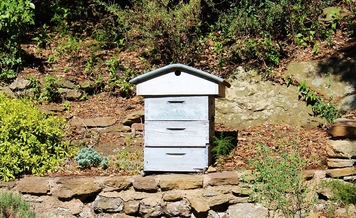 Een bijenkorf in uw tuin installeren: advies en goede praktijken!