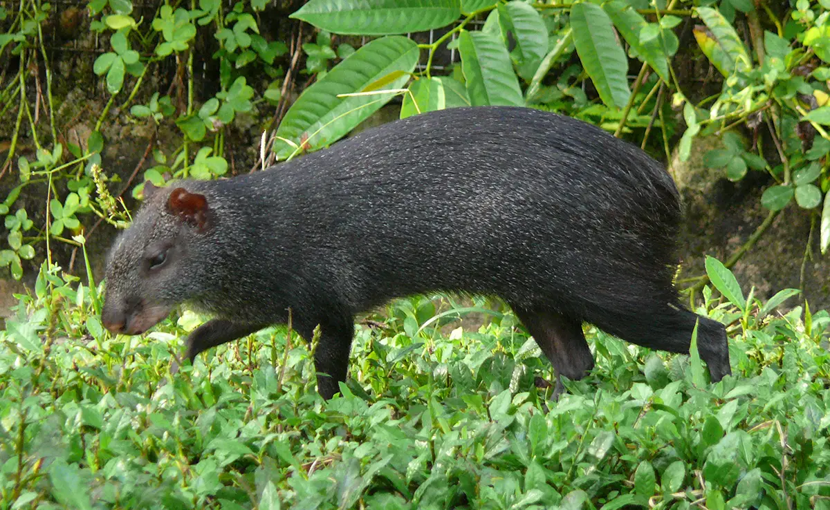 Agouti, groot landknaagdier!