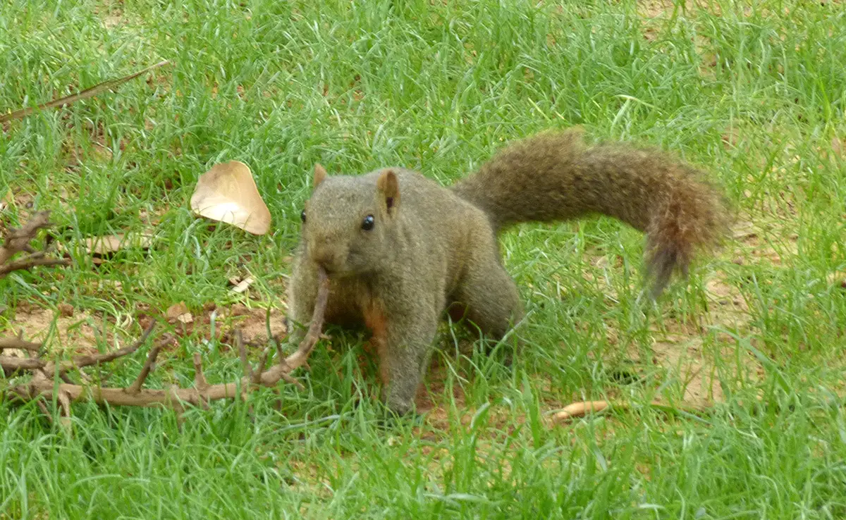 Pallas' eekhoorn of roodbuikeekhoorn, invasief knaagdier