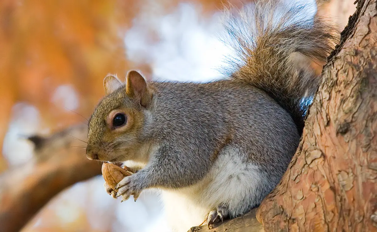 Grijze eekhoorn, afkomstig uit Noord-Amerika, steeds invasiever in Frankrijk!