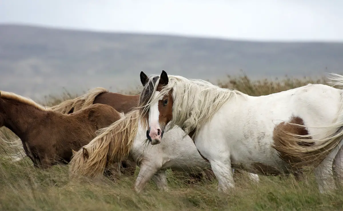 Paarden, wie zijn dat?  De soort waaruit deze familie van zoogdieren bestaat?