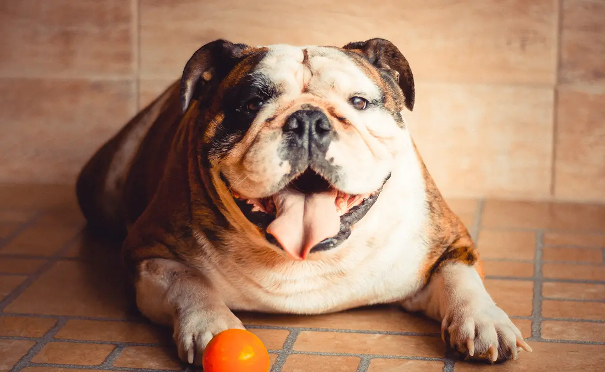 Hoe Laat Ik Mijn Hond Afvallen?