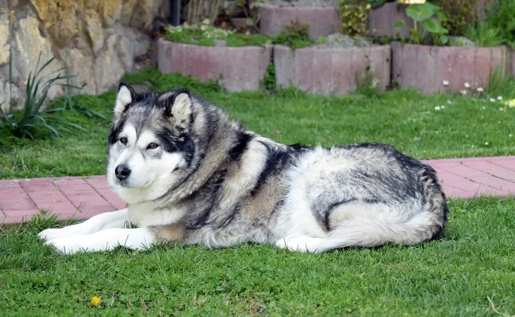 malamute alaska 155805 1200 738