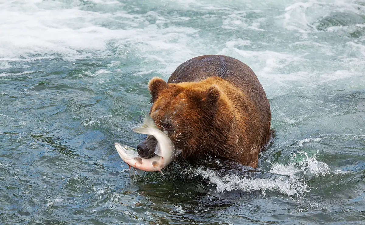 Wat eet een beer?  Wat is zijn dieet?