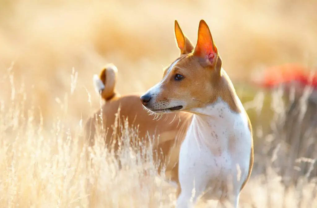 Basenji adcc3c9c5f524bbb80218fb09580edf2