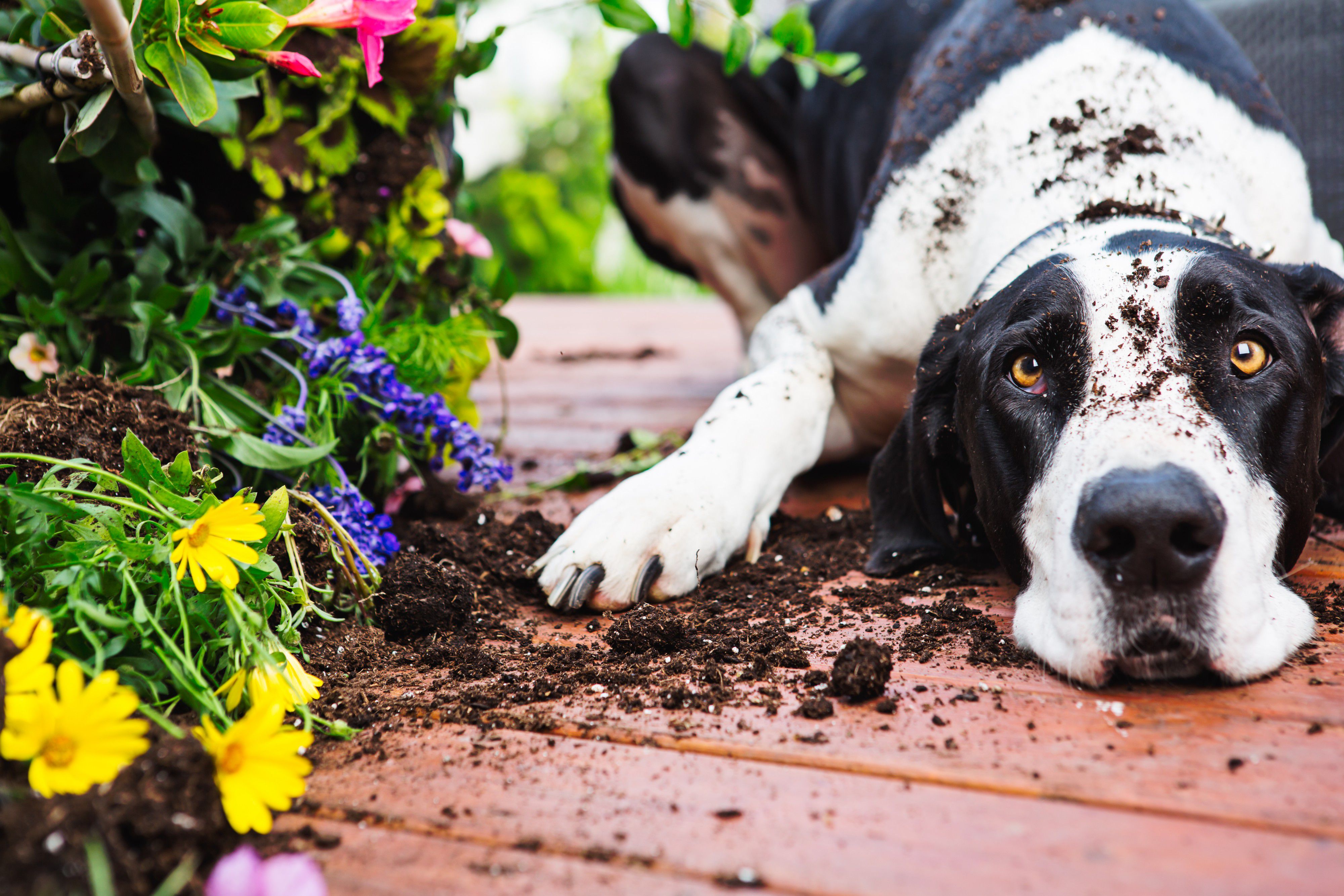Grote hond met vuil op zijn hoofd, liggend bij bloemen