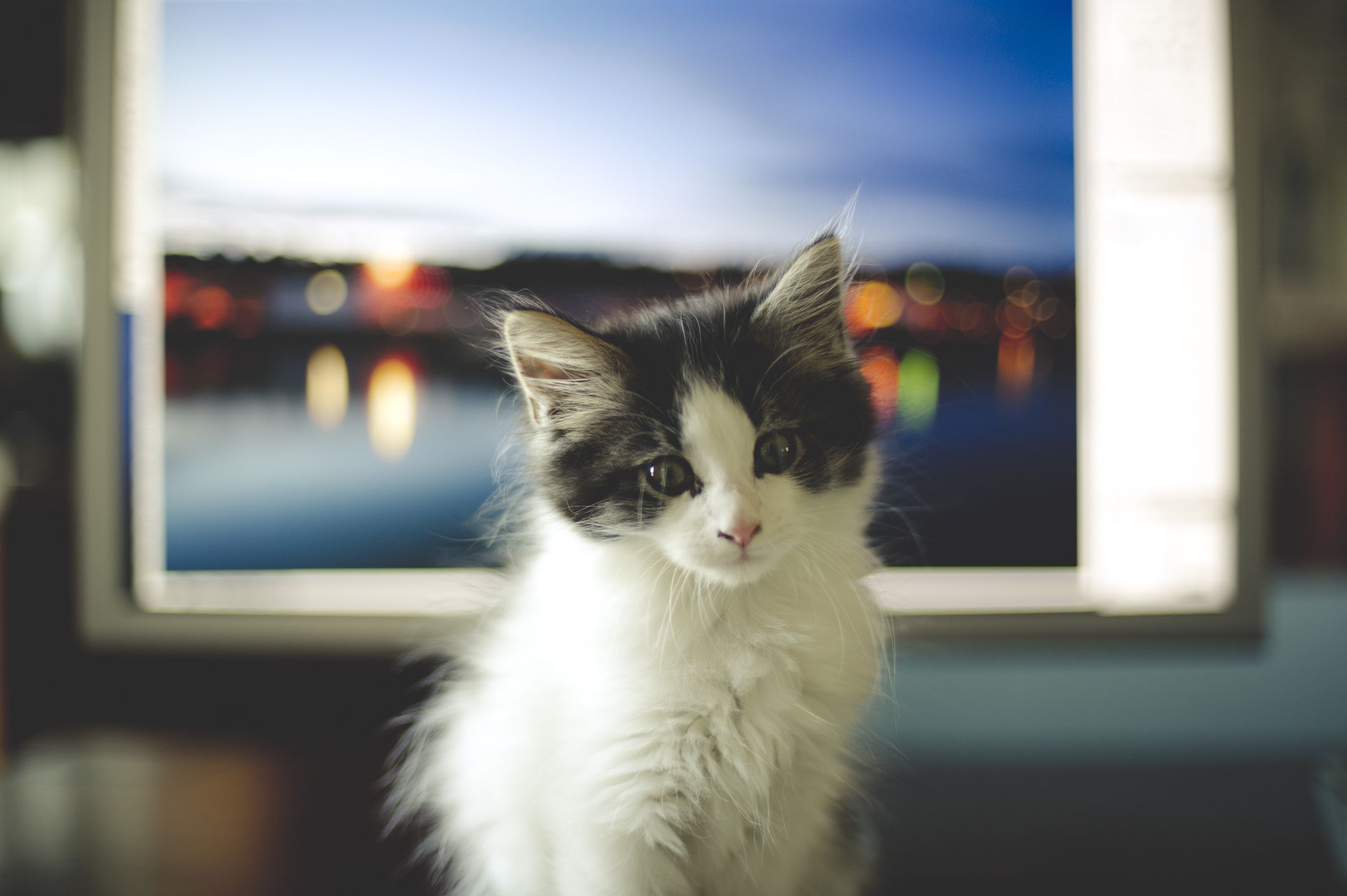 Katje voor het computerscherm