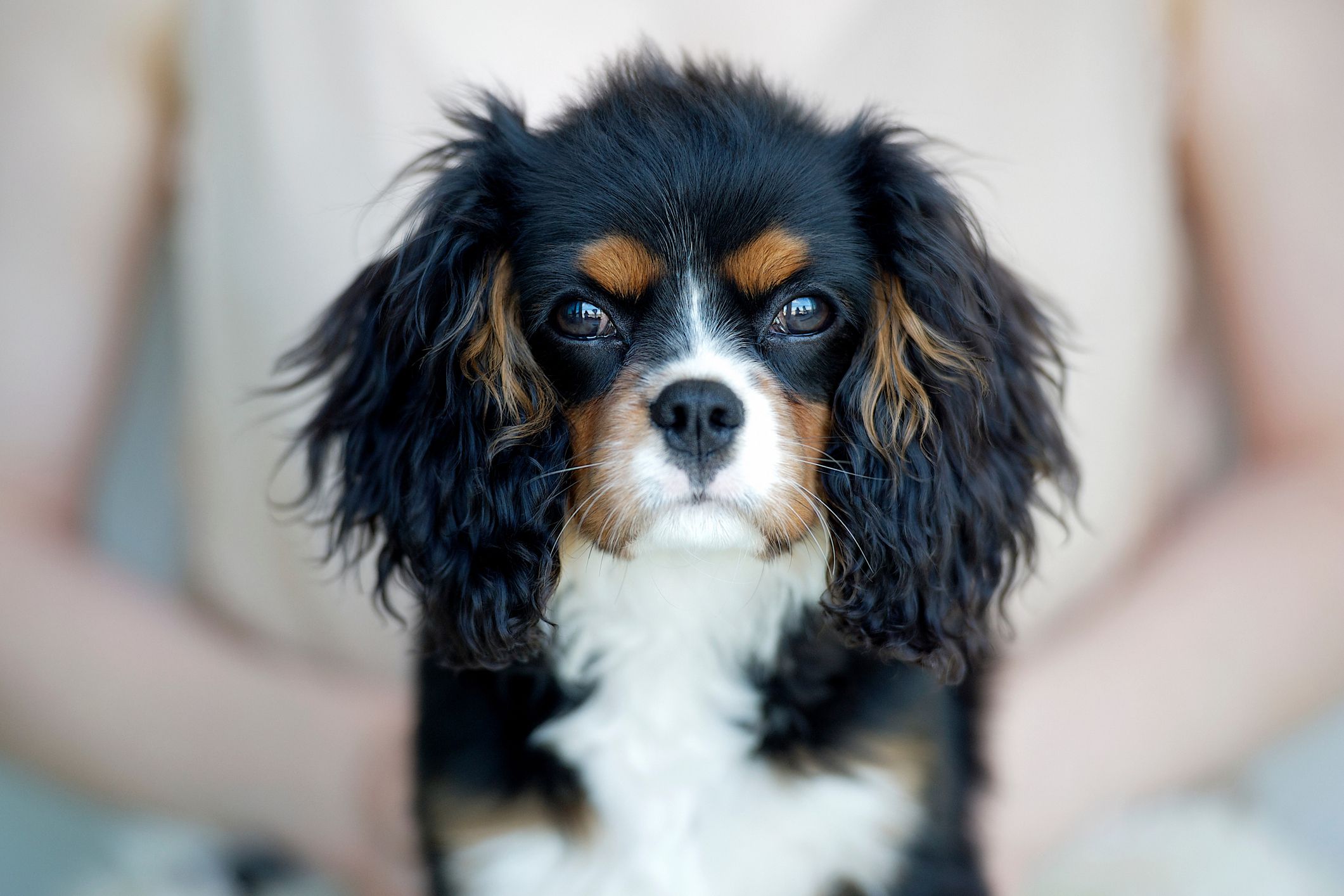 Cavalier King Charles-spaniël;  mooie hondennamen