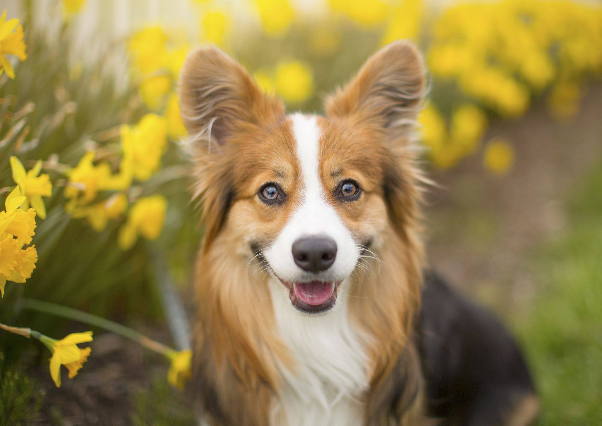 Corgihond met gele narcissen op achtergrond
