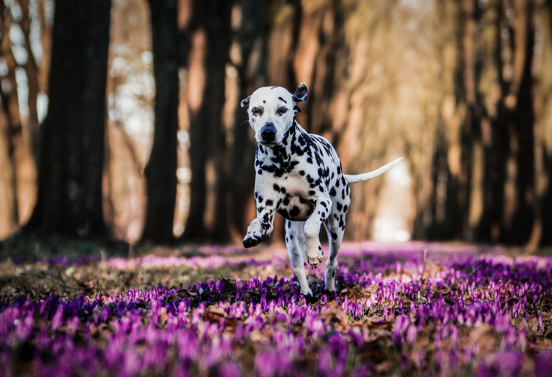 Dalmatische hond die over paarse bloemen rent
