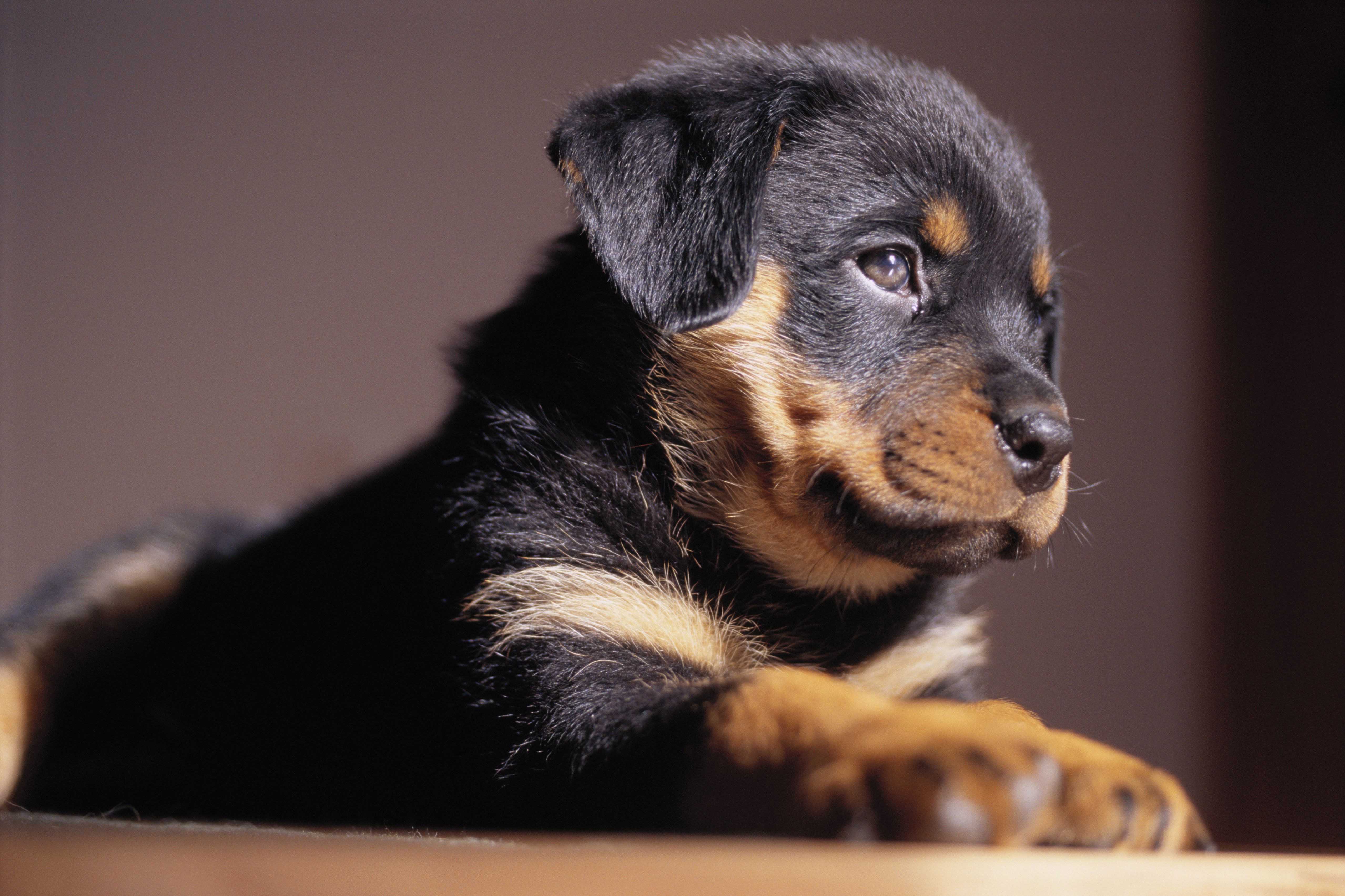 Pup-rottweiler