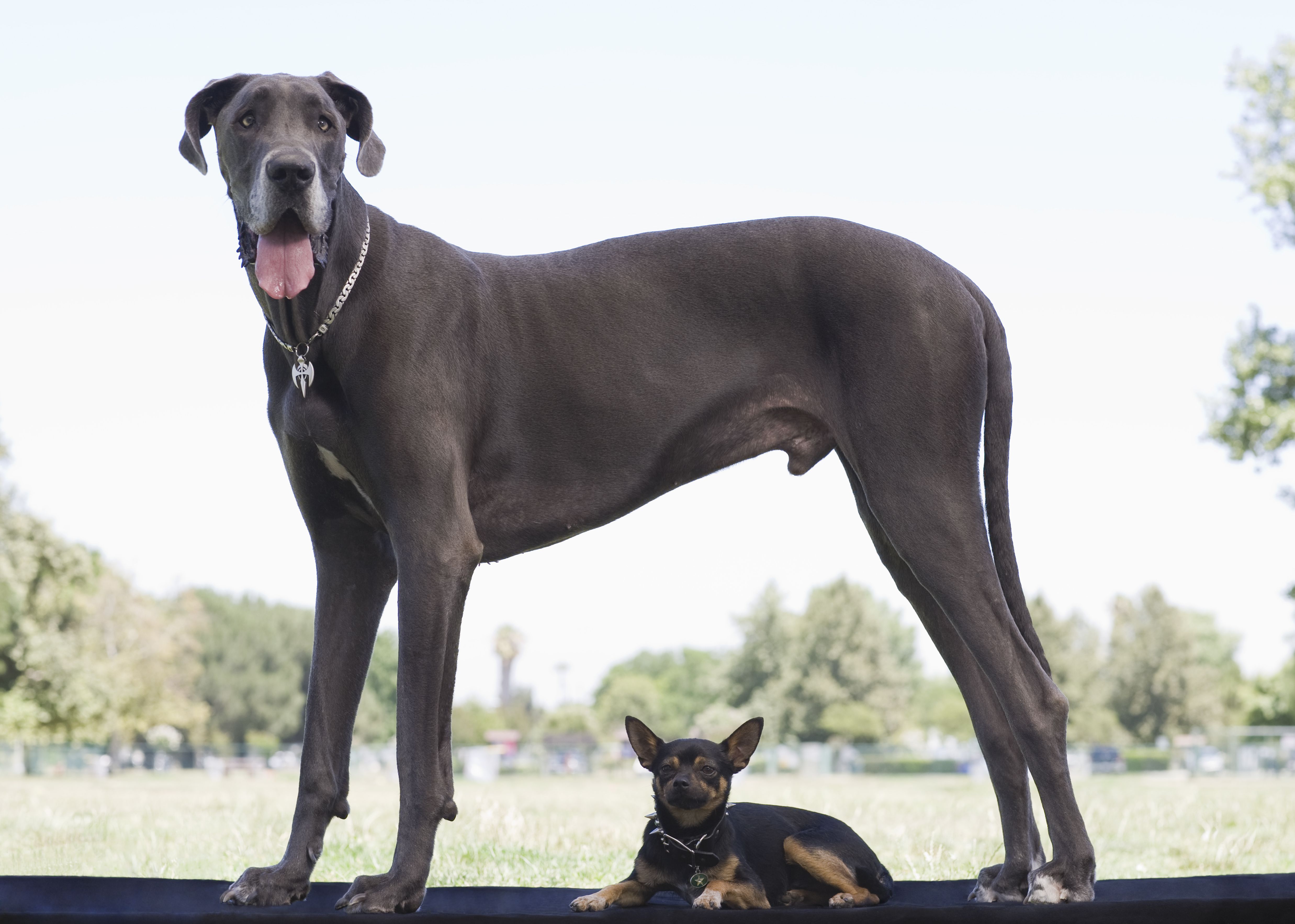 Great Dane grote rashond die buiten over een kleinere hond staat