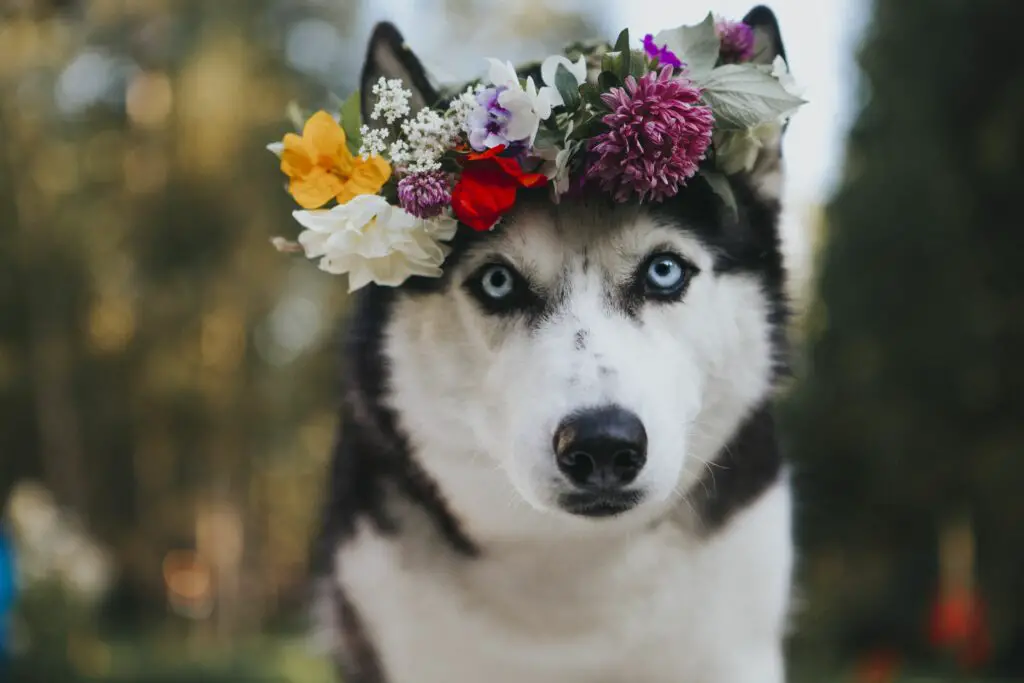 HuskywithFlowerCrown a71e1fc2077d4c249fe4a21989612d59