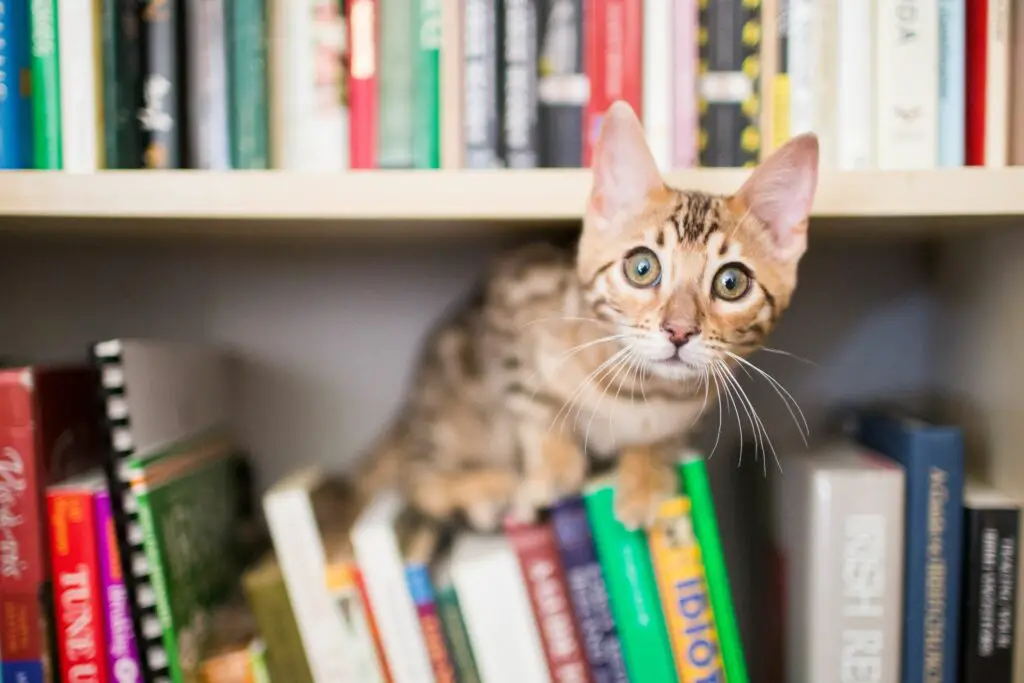 Kittenonbookshelf 136e85f506bd49548d0ea3941a710990