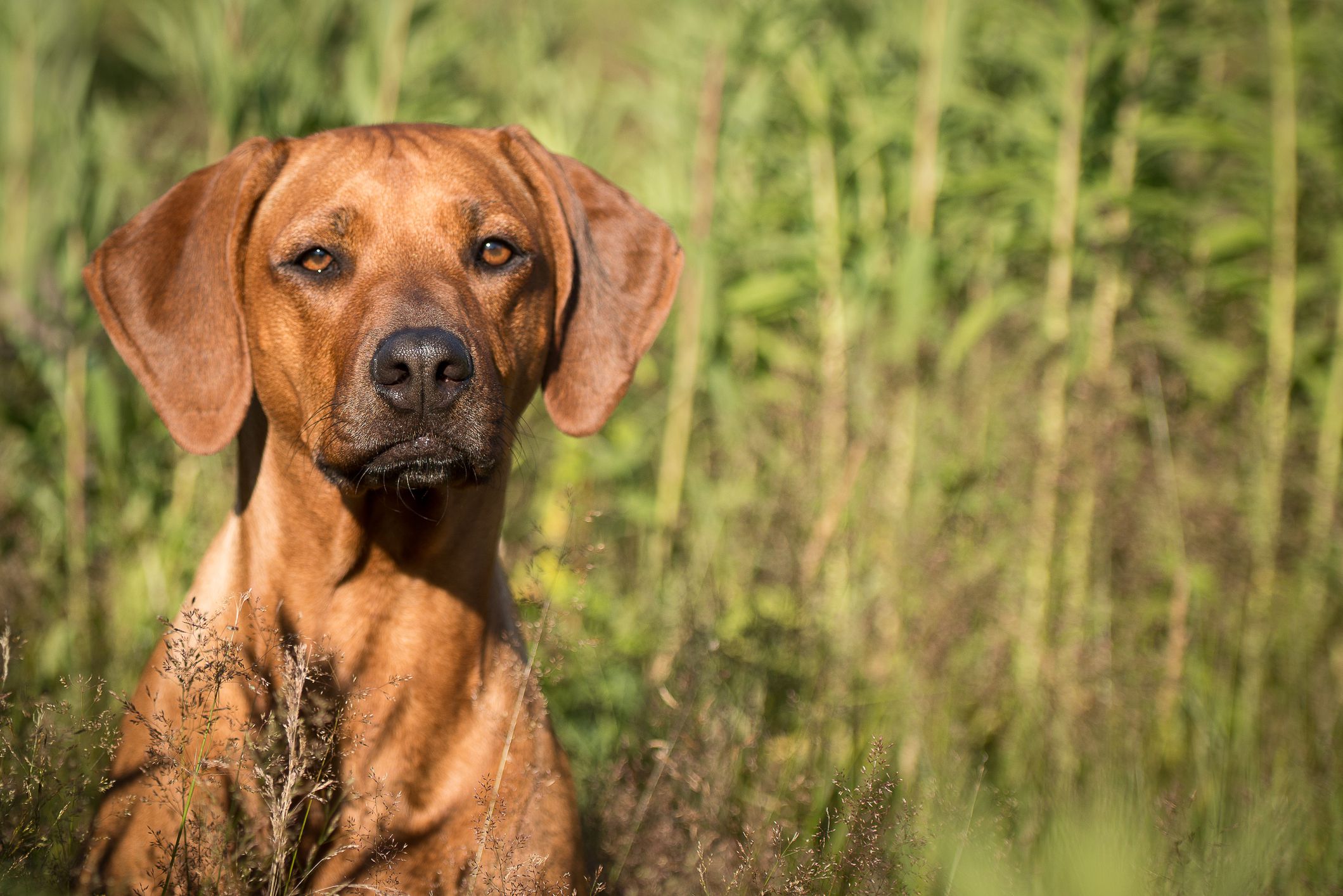 Rhodesian Ridgeback in gras;  Afrikaanse hondennamen