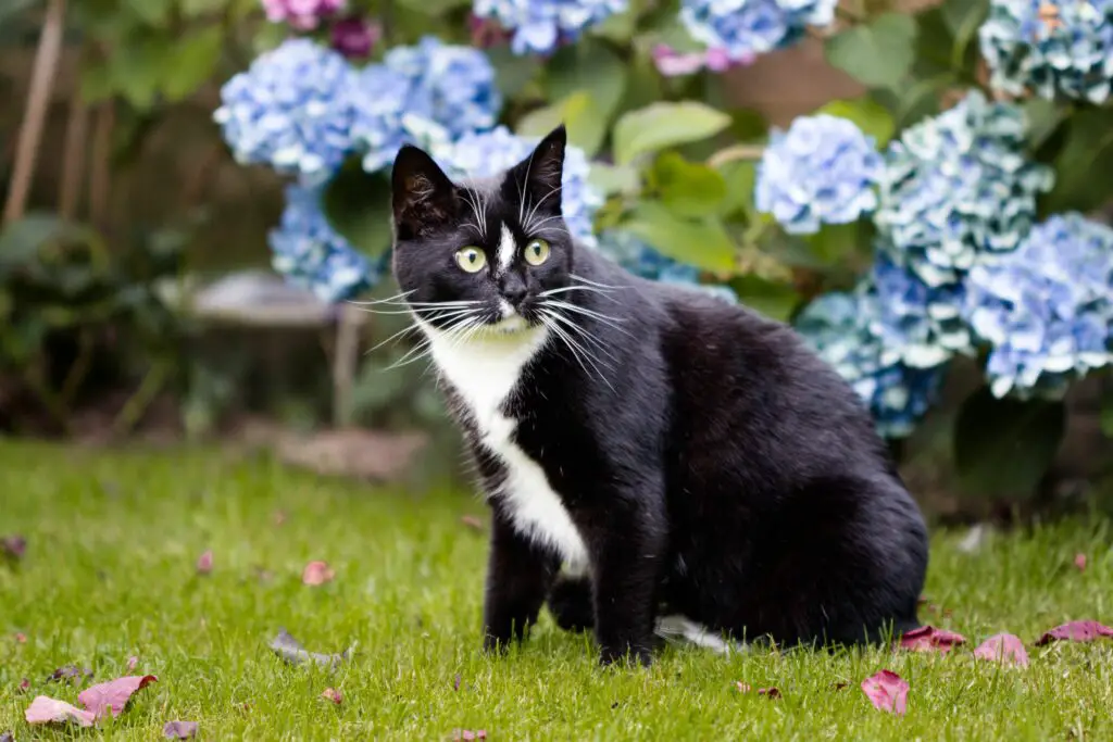 black and white cat in grass by hydrangeas 0b87eca4e89a4c789ea4f68aebc00130