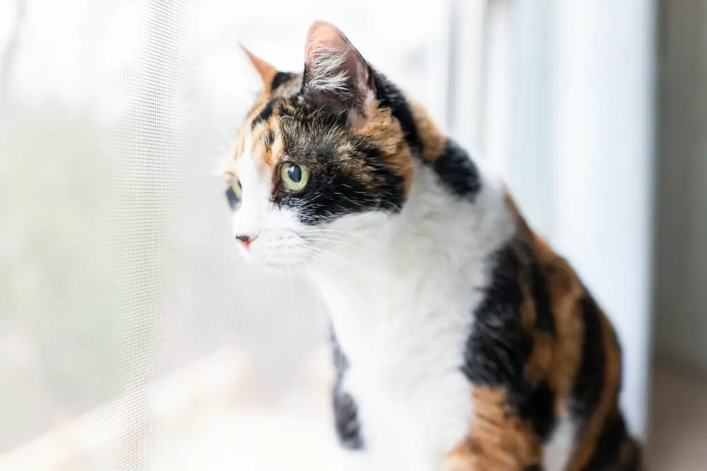 calico cat names 208976532 c1f2056ce9ec418b94af2837509c6644