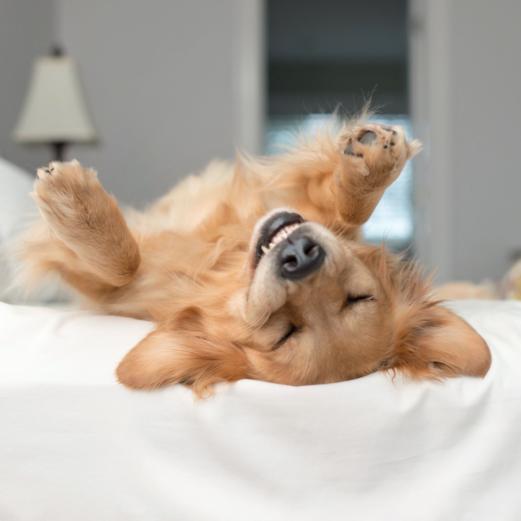 Een Golden Retreiver met een Goofy Grin ondersteboven op een bed